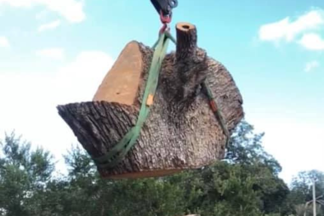st augustine tree removal