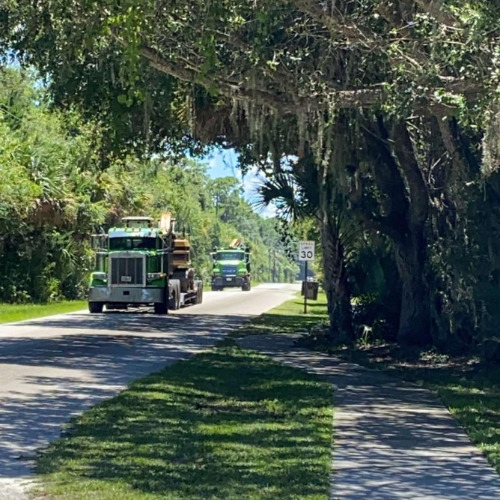 Your go to tree service in Ormond Beach