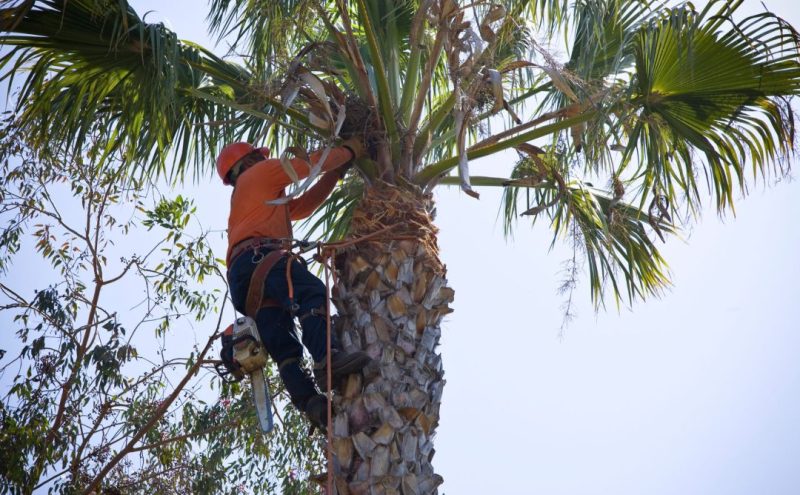 Your tree removal expert in Jacksonville