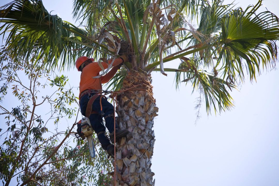 Your tree removal expert in Jacksonville